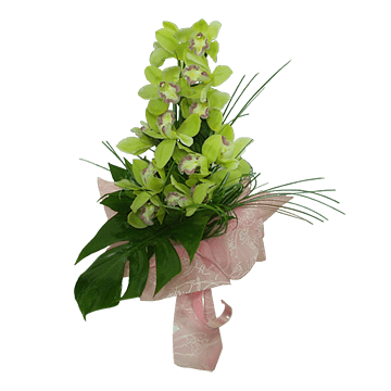 Orquidea
