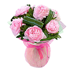 Peonias