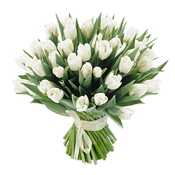 Tulipanes blancos