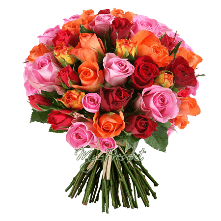Ramo de rosas multicolores (50 cm.)